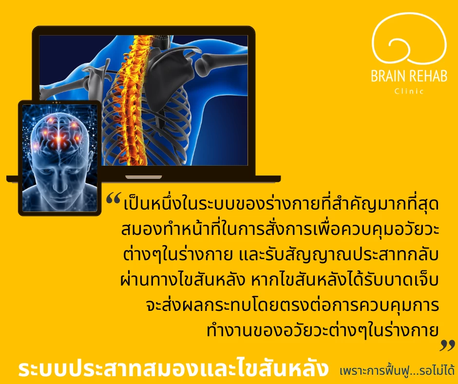 หน้าที่ของระบบประสาทสมองและไขสันหลัง