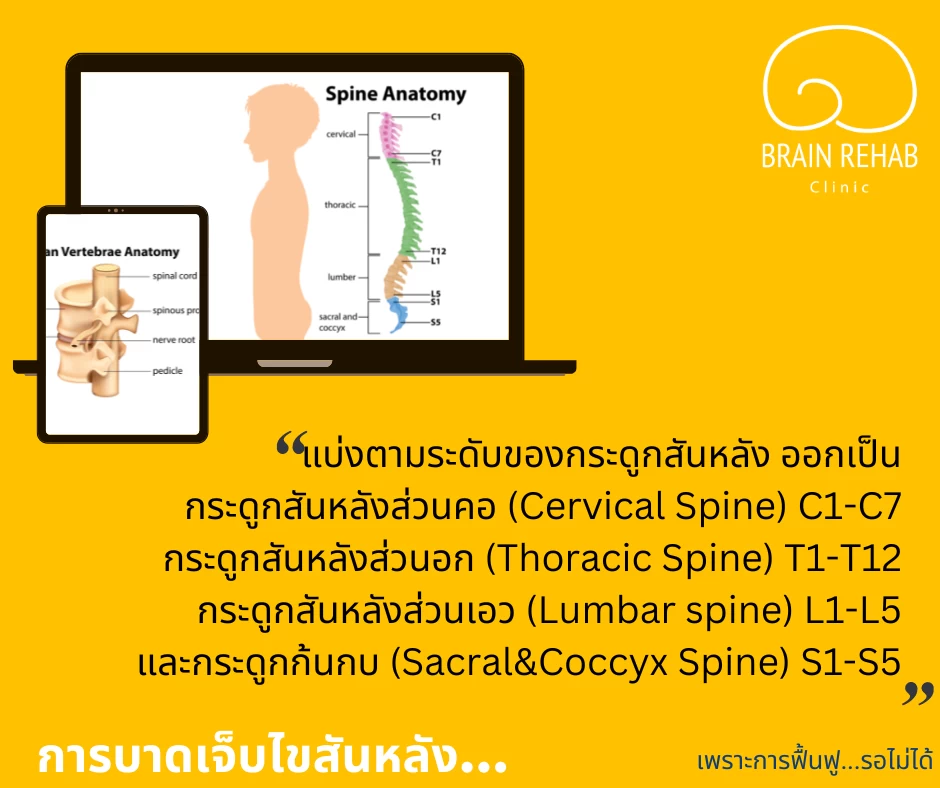 ตำแหน่งที่เกิดการบาดเจ็บไขสันหลัง (Spinal Cord Injury)