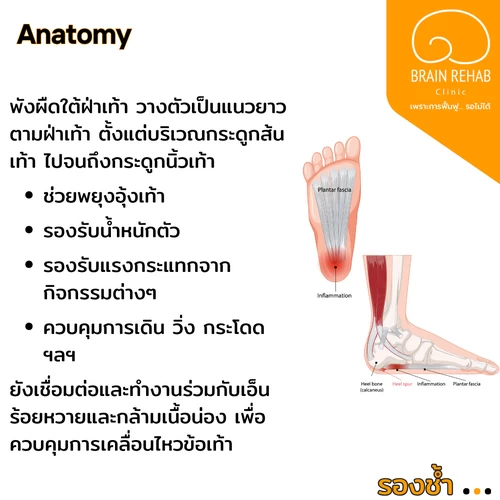 พังผืดใต้ฝ่าเท้า (Plantar Fascia) คืออะไร พังผืดใต้ฝ่าเท้า (Plantar Fascia) เป็นเนื้อเยื่อเกี่ยวพันที่หนา แข็งแรง และทนทานมาก วางตัวเป็นแนวยาวตามฝ่าเท้า ตั้งแต่บริเวณกระดูกส้นเท้า ไปจนถึงบริเวณกระดูกนิ้วเท้า เป็นโครงสร้างที่ช่วยพยุงอุ้งเท้า และรองรับแรงกระทำที่เกิดขึ้นบริเวณฝ่าเท้า จากน้ำหนักตัวและกิจกรรมต่างๆ
